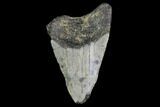Bargain, Fossil Megalodon Tooth - North Carolina #91668-1